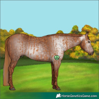 Horse Color:Chestnut  and Gray Chestnut 