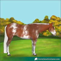 Horse Color:White Spotted Silver Bay Splash 