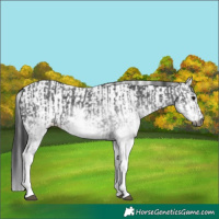 Horse Color:Gray White Spotted Black  and Gray White Spotted Black 