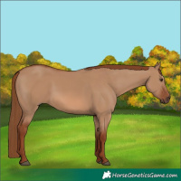 Horse Color:Red Dun