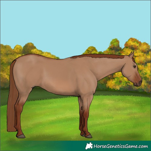 Horse Color:Red Dun
