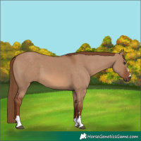 Horse Color:Red Dun