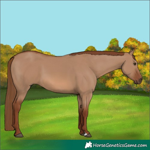 Horse Color:Red Dun 
