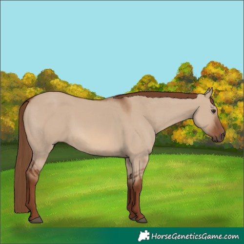 Horse Color:Red Dun 