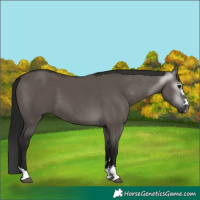 Horse Color:Gray Grullo 