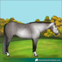 Horse Color:Gray Grullo 