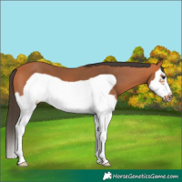 Horse Color:Bay Splash Frame 