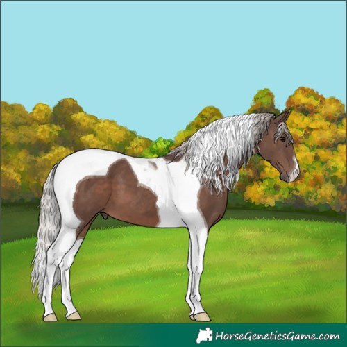 Horse Color:Silver Black Tobiano