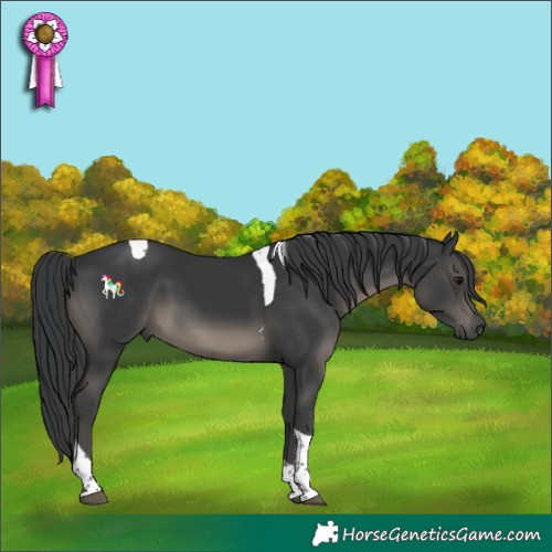 Horse Color:Black Tobiano 