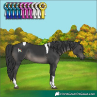 Horse Color:Black Tobiano 