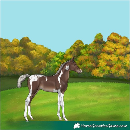 Horse Color:Silver Black Tobiano