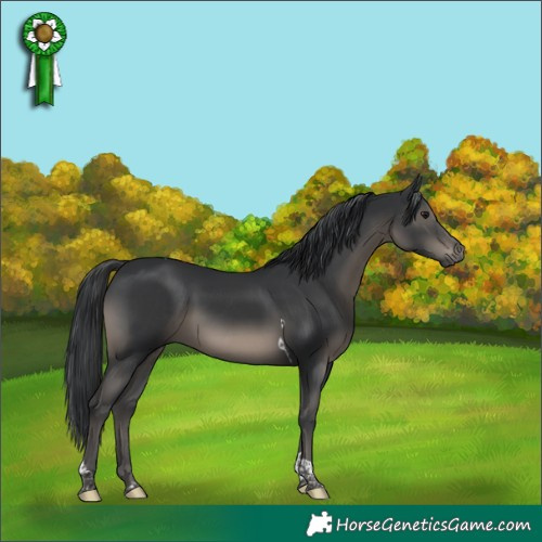 Horse Color:Black Tobiano 