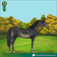 Horse Color:Black Tobiano 