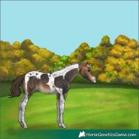 Horse Color:Buckskin Tobiano 