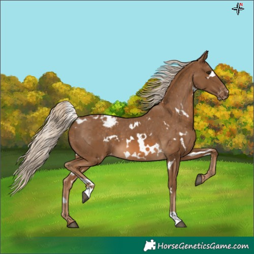 Horse Color:White Spotted Chocolate Palomino Blanket 