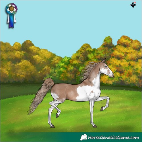 Horse Color:Liver Red Dun Splash
