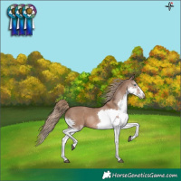 Horse Color:Liver Red Dun Splash 