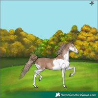 Horse Color:Liver Red Dun Splash 