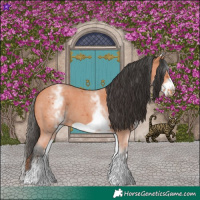 Horse Color:White Spotted Bay Sabino Frame