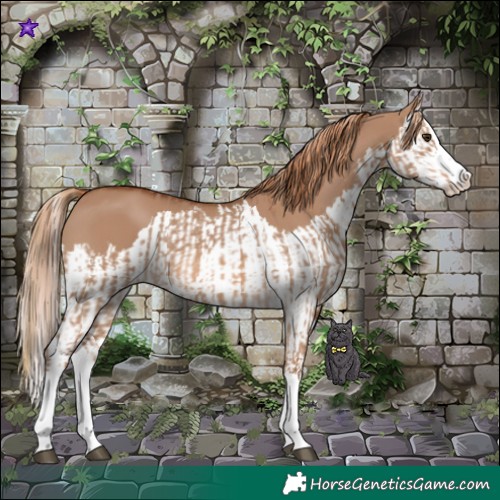 Horse Color:Red Dun Splash  and Red Dun Splash 