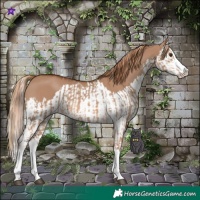 Horse Color:Red Dun Splash and Red Dun Splash