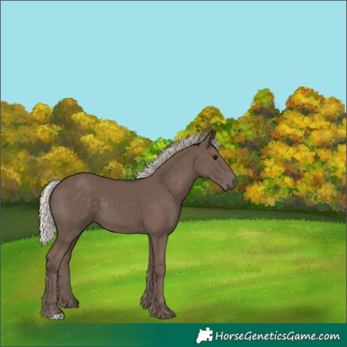 Horse Color:Silver Black