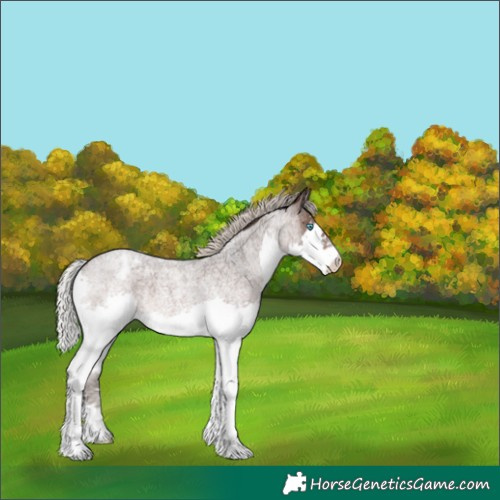 Horse Color:Silver Brown Roan Splash Appaloosa Rabicano 