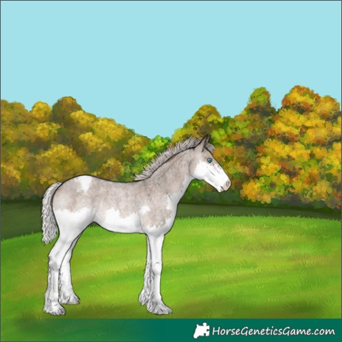 Horse Color:Silver Brown Roan Dun Splash Varnish Rabicano 