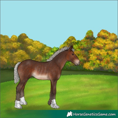 Horse Color:Silver Brown Rabicano 
