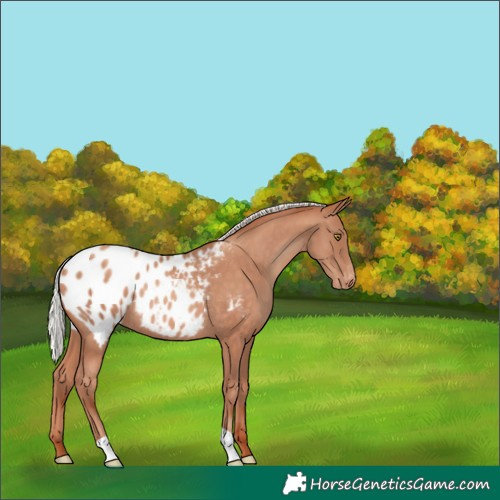 Horse Color:Silver Sable Champagne Appaloosa Rabicano 