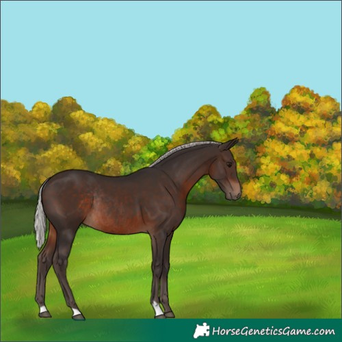 Horse Color:Silver Brown Rabicano 