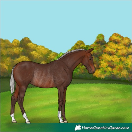Horse Color:Silver Brown Rabicano 