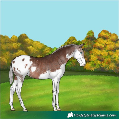 Horse Color:Silver Brown Splash Appaloosa Rabicano 