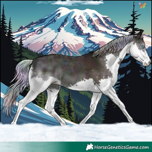 Horse Color:Nacre Midnight Chocolate Palomino Ice Onyx Splash 
