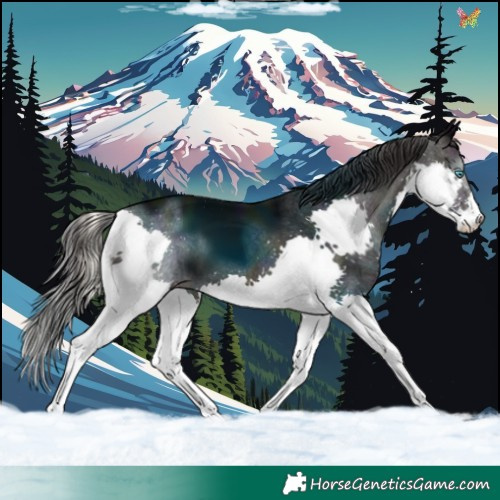 Horse Color:Midnight Smoky Blue Onyx Splash Tobiano 