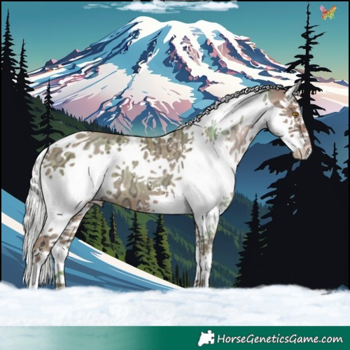 Horse Color:Silver Classic Champagne Ice Splash Tobiano 