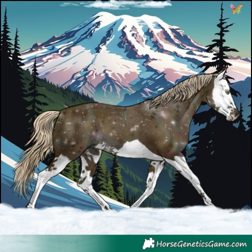 Horse Color:Midnight Gold Cream Champagne Splash 