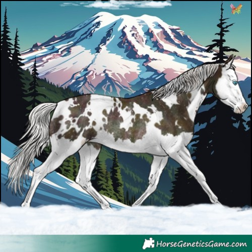 Horse Color:White Spotted Midnight Silver Classic Champagne Splash Rabicano 