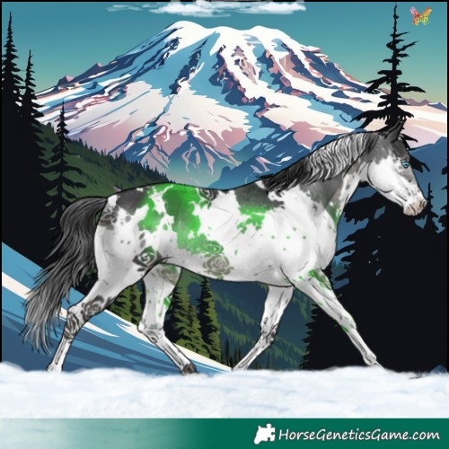 Horse Color:White Spotted Black Splash Rabicano 