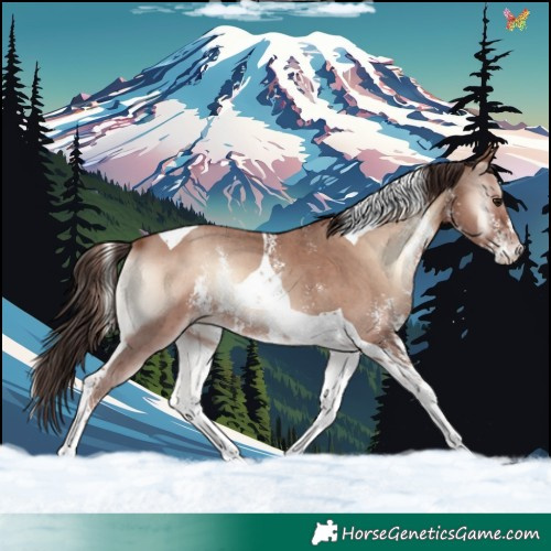 Horse Color:Classic Champagne Onyx Sabino Tobiano 