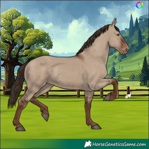 Horse Color:Liver Red Dun Skewed Appaloosa 