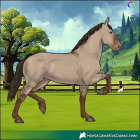 Horse Color:Liver Red Dun Skewed Appaloosa