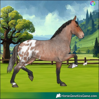 Horse Color:Bay Roan Skewed Appaloosa 