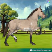 Horse Color:Bay Dun Skewed Appaloosa