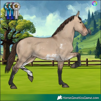 Horse Color:Bay Dun Skewed Appaloosa