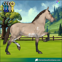 Horse Color:Bay Dun Skewed Appaloosa 