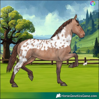 Horse Color:Chocolate Brown Dun Skewed Appaloosa