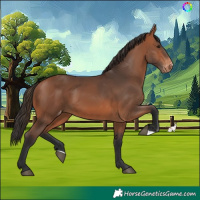 Horse Color:Bay Skewed Appaloosa