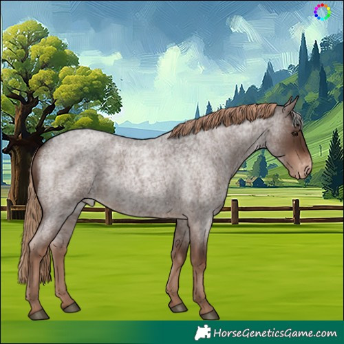 Horse Color:Liver Red Roan Skewed Appaloosa