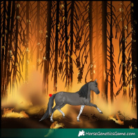 Horse Color:White Spotted Grullo 